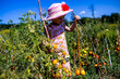 idyllic snapshot of a youngster gathering fresh tomatoes in her family garden.