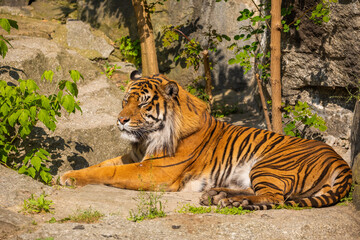 Wall Mural - critically endangered Sumatran tiger