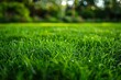 Detailed close up of lush bermuda grass lawn in vibrant and deep green color tones