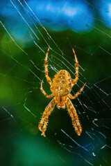 European garden spider, diadem orangie, cross spider