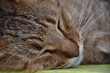 Fluffy Sleeping Tiger Cat Up Close and Personal