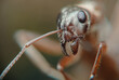 Close-Up of Ants Head in Natural Habitat