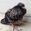 Jeune pigeon biset 