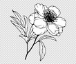 Hand drawn outline of a flower with leaves isolated on a transparent background.