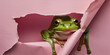 Green Cute Frog takes center of stage come out from pink paper background