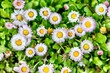 Daisy (lat. Bellis) is a genus of perennial plants from the Asteraceae family. Daisy. Inflorescence of perennial daisy (Bellis perennis)