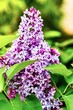 Branch of lilac flowers on a background of green leaves.