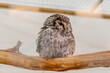wise quiet proud smart owl sits on a dry branch in a pen in a cage at the zoo