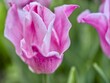 Pink tulips in the spring garden. Shallow depth of field.