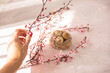 female hand with sakura branches decorating spring background with bird's nest and eggs