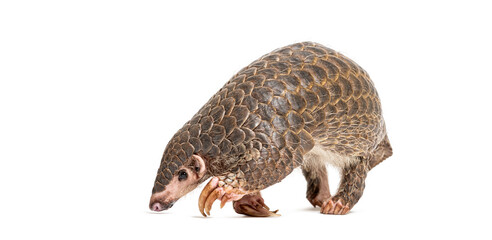 Wall Mural - ten months old pangopup, Chinese pangolins, Manis pentadactyla, isolated on white