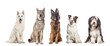 Five dogs of different breeds sitting together in a row, looking at the camera, isolated on white