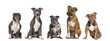 Five dogs of different breeds sitting together in a row, looking at the camera, isolated on white