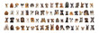 Collage of many different dog breeds heads, facing and looking at the camera against a neutral white background