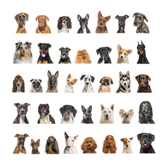 Wall Mural - Collage of many different dog breeds heads, facing and looking at the camera against a neutral background