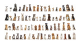 Fototapeta  - Collage of many different dog breeds sitting facing at the camera against a neutral background