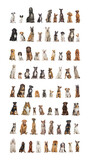 Fototapeta Zwierzęta - Collage of many different dog breeds sitting facing at the camera against a neutral background