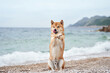 A joyful dog stands on hind legs on a pebbly beach, sea waves behind. Captured mid-play, this Shiba Inu exudes happiness at the seaside, with paws up as if dancing