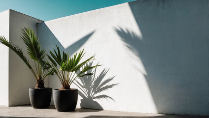 Wall Mural - creative layout of colorful palm leaves on a white background in the rays of the sun, with shadows. 
