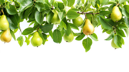 Wall Mural - Pear tree branches laden with ripe fruits and lush leaves against a bright white backdrop.