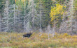 Bull Moose Alces alces strolling through a field in Algonquin Park, Canada in autumn
