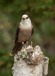 Gray Jay or Canada Jay perched on tree stump in Algonquin Provincial Park, Canada