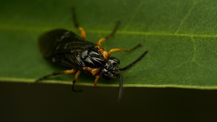 Wall Mural - Black and yellow insect, Fly Sierra del Sen del Campo Adurgoa gonagra