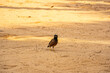 Myna bird on the beach sand.