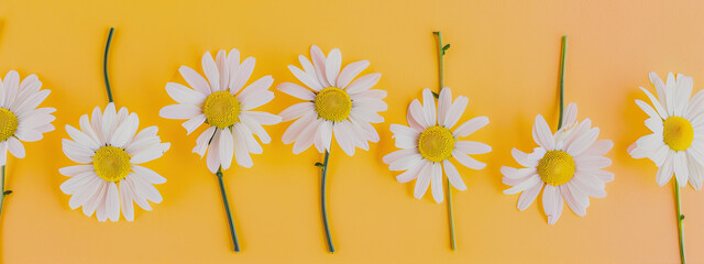 Wall Mural - Chamomiles on a yellow background
