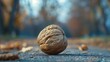 Walnut on the ground in autumn park. Selective focus
