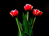 Fototapeta  - Crimson Tulip Macro