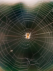 spider on web