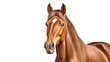 Cartoon brown horse set apart against a stark white background