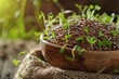Germination of seeds like flax linseeds for nutritious diet Food origin