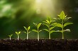 © Fatima Abdul Moiz - Plant growth stages from sprout to maturity in rich soil against green background