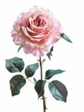  A Large Pink Rose With Green Leaves On The Stem And White Background