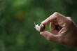 
Closeup of hand grabbing a brown garden snail. Garden pest animal. Green background with copy space.