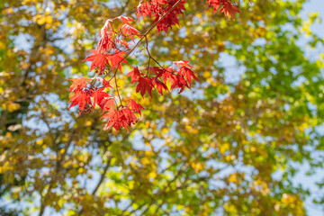 Wall Mural - Bright red japanese male leaves stand in contrast to the yellow and green leaves behind them