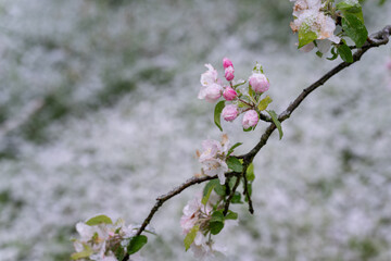 Sticker - Snow on the cherry blossoms on the tree.