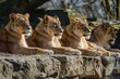 One male lion and three lionesses