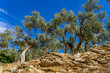 Olive Tree Plantation on Rocky Terrain in Lake Bafa.