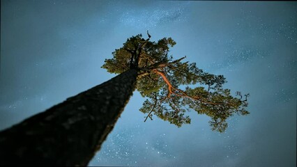 Poster - starry night sky clouds and stars rush above lonely pine tree under the milky way.
