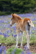 Wild Horse Foal in the Pryor Mountains Montana in Summer