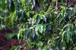 Branches with unripe green coffee fruits