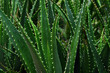 Background of Aloe Vera plants