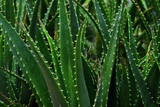 Fototapeta  - Background of Aloe Vera plants