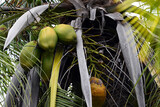 Fototapeta  - Green coconuts at the top of a palm tree