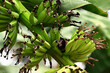 Plant with unripe bananas