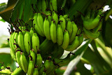 Fototapeta  - Plant with unripe bananas