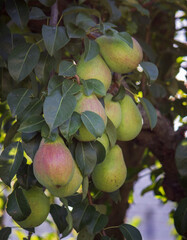 Wall Mural - Branch of ripe organic cultivar of pears close-up in the summer garden